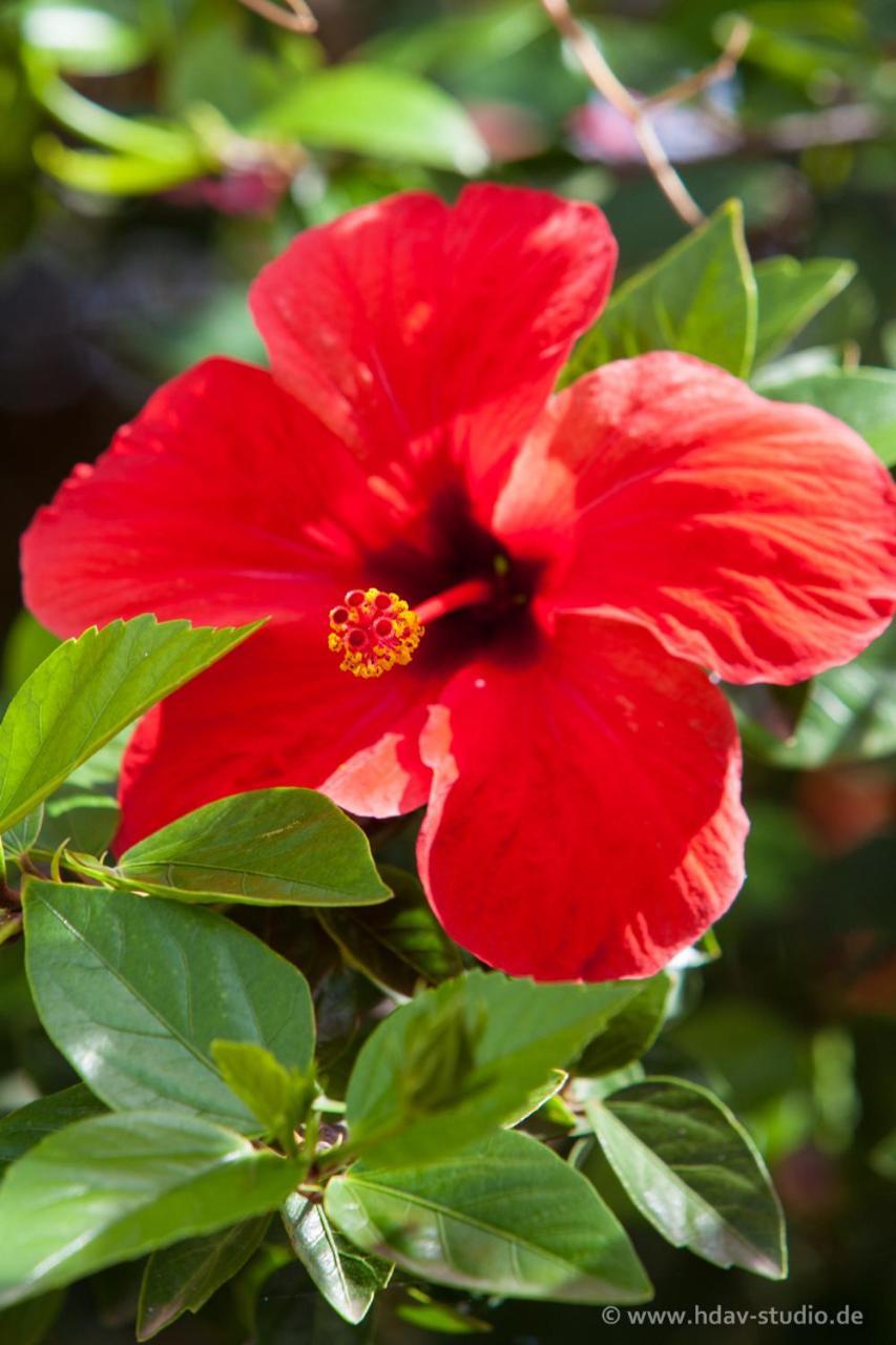 لوكماجور Finca Can Paulino (Adults Only) الغرفة الصورة